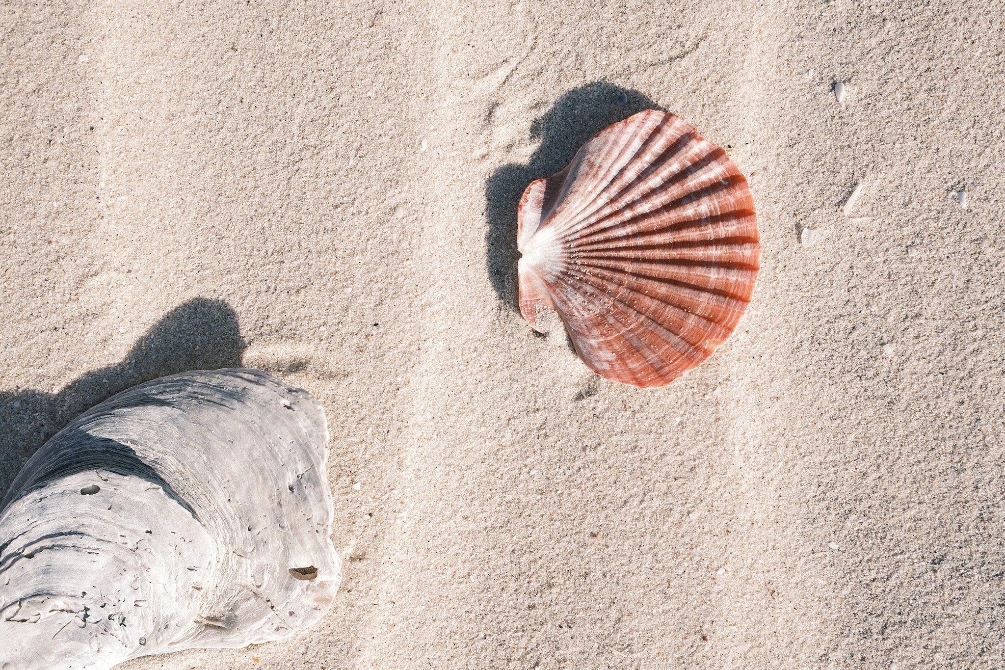shell_76af30f1-49d5-4e24-8388-ecd9605e7181.jpg