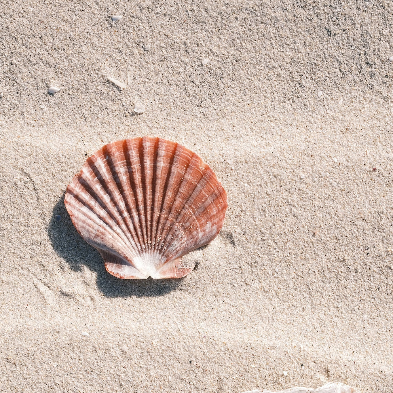 shell_76af30f1-49d5-4e24-8388-ecd9605e7181.jpg